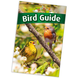 JML Bird Song Round Wall Clock 25cm - Size: 25 x 25 x 4cm - White - Wilko - thumbnail 7
