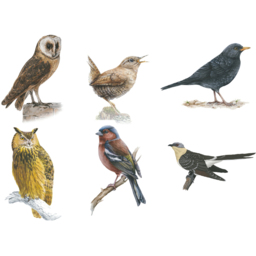 JML Bird Song Round Wall Clock 25cm - Size: 25 x 25 x 4cm - White - Wilko - thumbnail 5