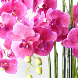 Botanik Giant Pink Orchid Artificial Plant in Pot 5ft - Size: 150 x 70 x 70cm - Dark Pink - Wilko - thumbnail 3