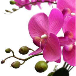 Leaf Dark Pink Orchid Bush Artificial Tree in Pot 2.8ft - Size: 85 x 70 x 70cm - Wilko - thumbnail 5