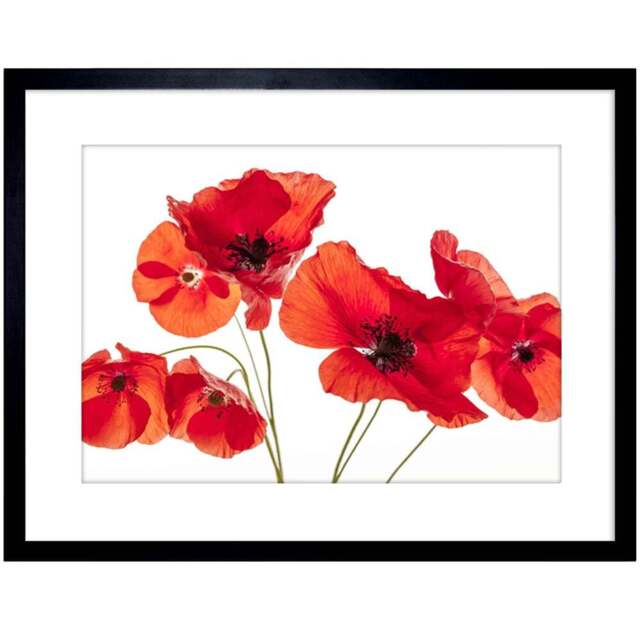 Wee Blue Coo Poppy Heads Red Petals Framed Wall Art Print 23 x 18cm - Size: 25.9 x 20.6 x 1.5cm - Wilko - image 1