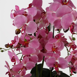 Botanik Pink Orchid Artificial Tree in Marble Effect Ceramic Planter 60cm - Size: 60 x 40 x 40cm - Wilko - thumbnail 3