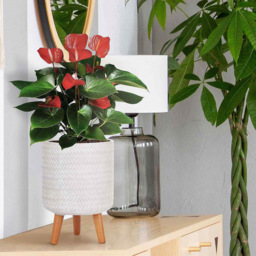 wilko Plaited Style White Indoor Cylinder Plant Pot with Legs 35cm - Instadecor - thumbnail 6