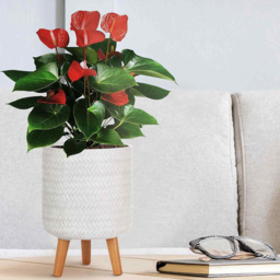 wilko Plaited Style White Indoor Cylinder Plant Pot with Legs 35cm - Instadecor - thumbnail 3