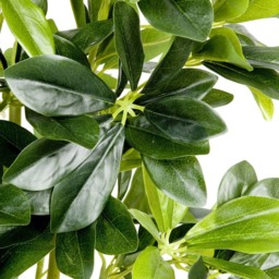 GreenBrokers Artificial Schefflera Indoor Plant in Black Pot - Size: 20 x 40 x 95cm - Wilko - thumbnail 4