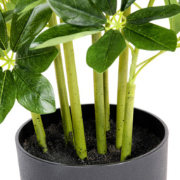 GreenBrokers Artificial Schefflera Indoor Plant in Black Pot - Size: 20 x 40 x 95cm - Wilko - thumbnail 3