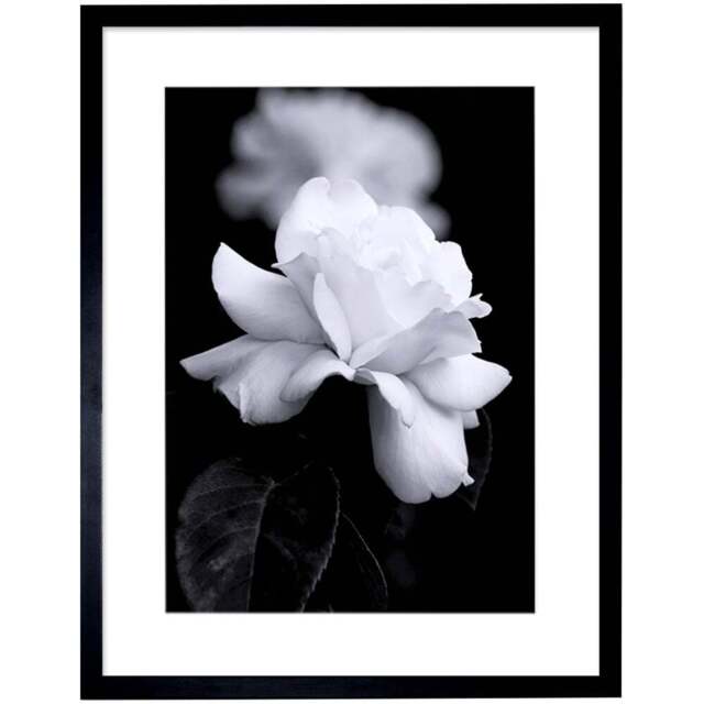 Wee Blue Coo Black and White Rose Petal Flower Photo Framed Wall Art Print 30 x 41cm - Size: 43.3 x 33.3 x 1.5cm - Wilko - image 1