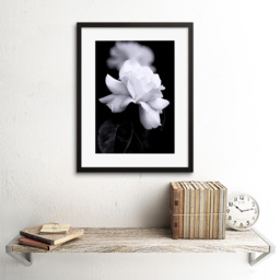 Wee Blue Coo Black and White Rose Petal Flower Photo Framed Wall Art Print 30 x 41cm - Size: 43.3 x 33.3 x 1.5cm - Wilko - thumbnail 3
