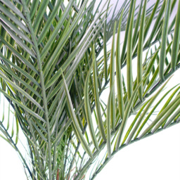 Botanik Cycas Palm Artificial Tree in Pot 4ft - Size: 120 x 110 x 110cm - Green - Wilko - thumbnail 4