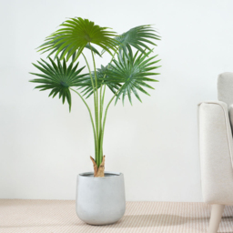 Fan Palm Tree Indoor Artificial Plant 100cm - Size: 100 x 30 x 30cm - Green - MCC - Wilko - thumbnail 3