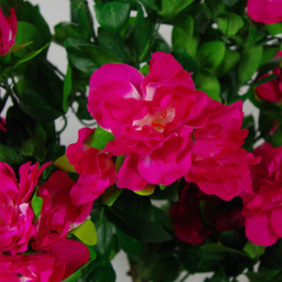 Leaf Artificial Azalea Pink Blossom Tree Pot 100cm - Size: 105 x 50 x 50cm - Wilko - thumbnail 4