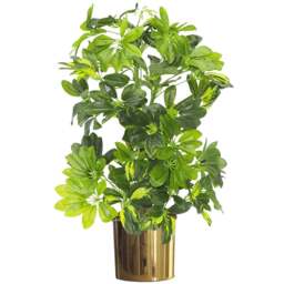 Botanik Gold Capella Artificial Plant in Gold Planter 2.5ft - Size: 65 x 45 x 45cm - Green - Wilko