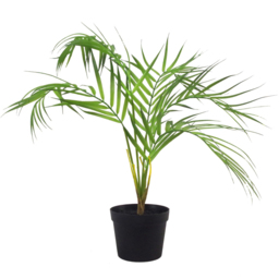 Botanik Areca Bonsai Artificial Tree in Pot 50cm - Size: 50 x 50 x 50cm - Green - Wilko - thumbnail 1