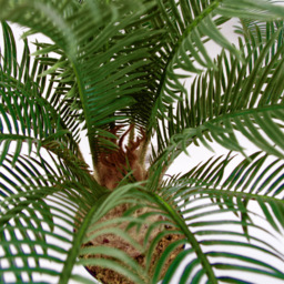 Botanik Cycas Palm Artificial Tree in Pot 60cm - Size: 60 x 60 x 60cm - Green - Wilko - thumbnail 4