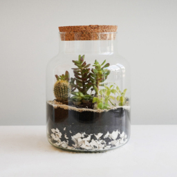 Ivyline Large Bottle Shape Terrarium DIY Kit 26.5 x 19cm - Size: 26.5 x 19 x 19cm - Clear - Wilko - thumbnail 3