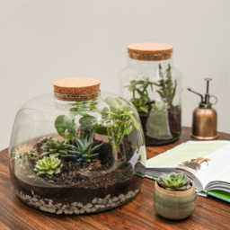 Ivyline Large Bottle Shape Terrarium DIY Kit 26.5 x 19cm - Size: 26.5 x 19 x 19cm - Clear - Wilko - thumbnail 6