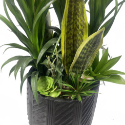 Leaf Yukka Display Artificial Plant in Pot 3ft - Size: 107 x 70 x 70cm - Pink - Wilko - thumbnail 3
