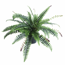 Botanik Boston Nest Fern Artificial Plant in Pot 60cm - Size: 60 x 50 x 50cm - Green - Wilko - thumbnail 1
