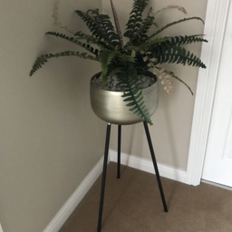 Botanik Boston Nest Fern Artificial Plant in Pot 60cm - Size: 60 x 50 x 50cm - Green - Wilko - thumbnail 3