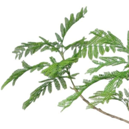 Botanik Jacaranda Artificial Tree in Pot 8ft - Size: 240 x 120 x 120cm - Green - Wilko - thumbnail 3