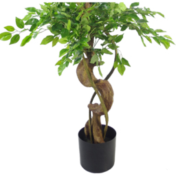 Leaf Twisted Trunk Japanese Fruticosa Ficus Artificial Tree in Plastic Pot 5ft - Size: 150 x 60 x 60cm - Green - Wilko - thumbnail 4