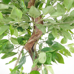 Leaf Twisted Trunk Japanese Fruticosa Ficus Artificial Tree in Plastic Pot 5ft - Size: 150 x 60 x 60cm - Green - Wilko - thumbnail 5