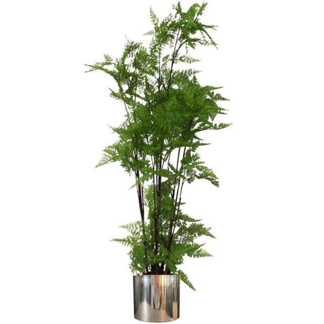 Botanik Natural Look Moss Fern Artificial Plant in Silver Planter 4.9ft - Size: 150 x 60 x 60cm - Green - Wilko - image 1
