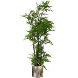 Botanik Natural Look Moss Fern Artificial Plant in Silver Planter 4.9ft - Size: 150 x 60 x 60cm - Green - Wilko