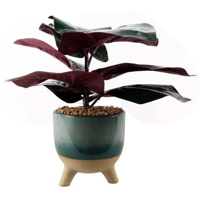 Botanik Artificial Ficus Plant in Teal Blue Green Ceramic Pot 35cm - Size: 35 x 30 x 30cm - Wilko - image 1
