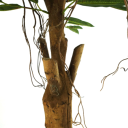 Botanik Longifolia Ficus Natural Trunk Artificial Tree in Pot 3ft - Size: 100 x 90 x 90cm - Green - Wilko - thumbnail 5