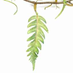 Botanik Green Trailing Fern Hanging Artificial Plant 4ft - Size: 125 x 30 x 20cm - Wilko - thumbnail 4