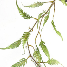Botanik Green Trailing Fern Hanging Artificial Plant 4ft - Size: 125 x 30 x 20cm - Wilko - thumbnail 3