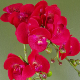 Botanik Red Leopard Phalaenopsis Orchid Artificial Plant in Gold Pot 50cm - Size: 50 x 20 x 20cm - Wilko - thumbnail 4