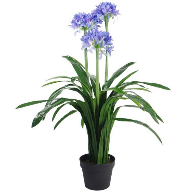 Botanik Blue Agapanthus Artificial Plant in Pot 3ft - Size: 90 x 60 x 60cm - Wilko - image 1