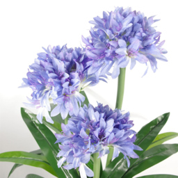 Botanik Blue Agapanthus Artificial Plant in Pot 3ft - Size: 90 x 60 x 60cm - Wilko - thumbnail 3