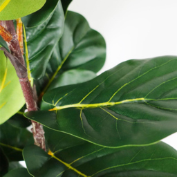 Leaf Fig Artificial Plant in Pot 180cm - Size: 180 x 70 x 70cm - Green - Botanik - Wilko - thumbnail 4