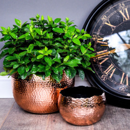 Ivyline Hammered Black and Copper Bowl 30cm - n/a - Wilko - thumbnail 6