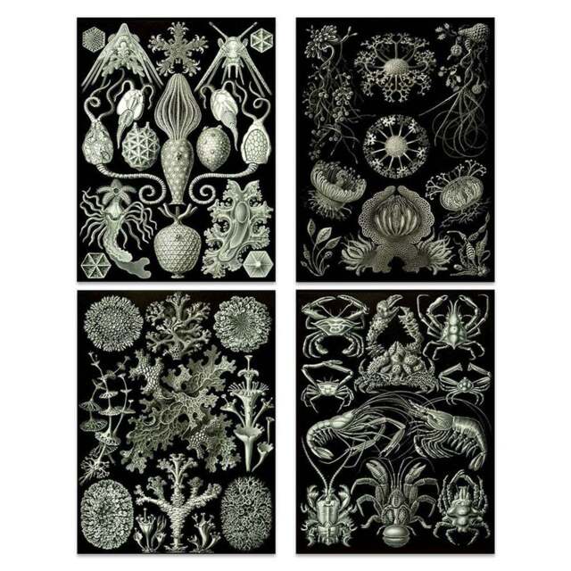 Artery8 Vintage Ernst Haeckel Ocean Wall Art Print 30 x 41cm 4 Pack - Size: 40.5 x 30.5 x 0.3cm - Black - Wilko - image 1