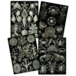 Artery8 Vintage Ernst Haeckel Ocean Wall Art Print 30 x 41cm 4 Pack - Size: 40.5 x 30.5 x 0.3cm - Black - Wilko - thumbnail 4