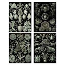 Artery8 Vintage Ernst Haeckel Ocean Wall Art Print 30 x 41cm 4 Pack - Size: 40.5 x 30.5 x 0.3cm - Black - Wilko - thumbnail 1