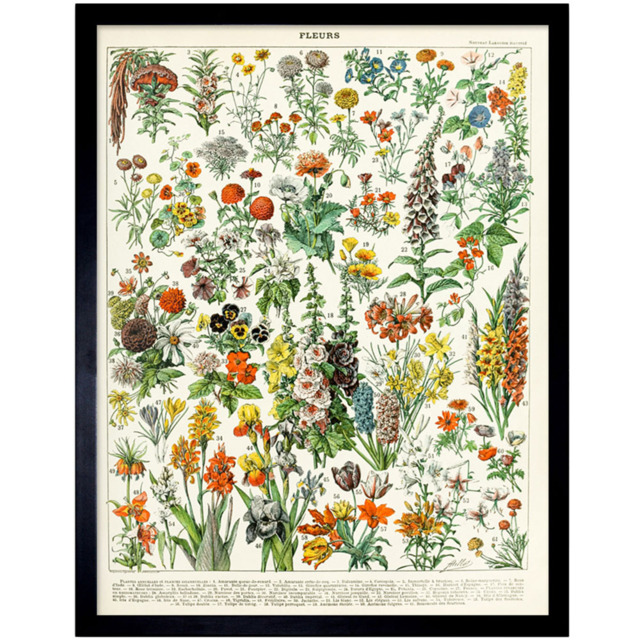 Artery8 Millot Encyclopaedia Page Flowers Plants Framed Wall Art Print 30 x 41cm - Size: 43.3 x 33.3 x 1.5cm - Multi - Wilko - image 1