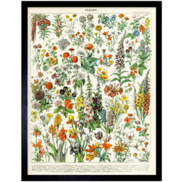 Artery8 Millot Encyclopaedia Page Flowers Plants Framed Wall Art Print 30 x 41cm - Size: 43.3 x 33.3 x 1.5cm - Multi - Wilko - thumbnail 1