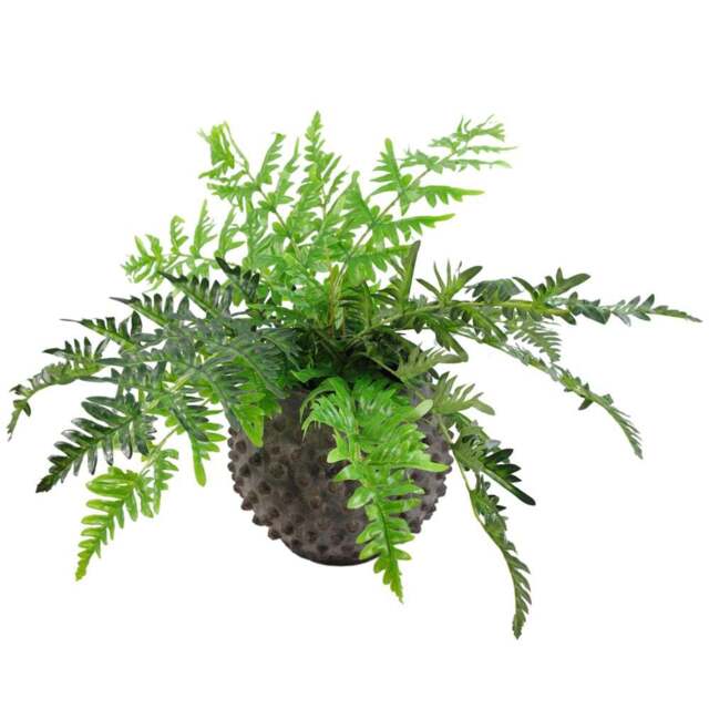 Leaf Large Fern Plant in Pot 50cm - Size: 50 x 70 x 70cm - Green - Wilko - image 1