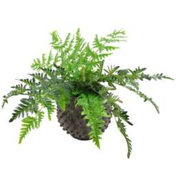 Leaf Large Fern Plant in Pot 50cm - Size: 50 x 70 x 70cm - Green - Wilko - thumbnail 1