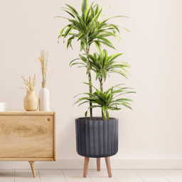 wilko Modern Ribbed Black Indoor Cylinder Plant Pot with Legs 41cm - Instadecor - thumbnail 4