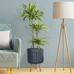 wilko Modern Ribbed Black Indoor Cylinder Plant Pot with Legs 41cm - Instadecor - thumbnail 7