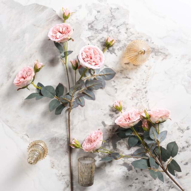 Camellia Japonica 75cm - image 1
