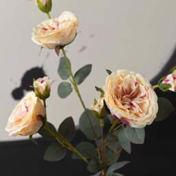 Camellia Japonica 75cm - thumbnail 4