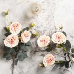 Camellia Japonica 75cm - thumbnail 2