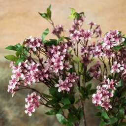 Prunus persica branch 91cm - thumbnail 4